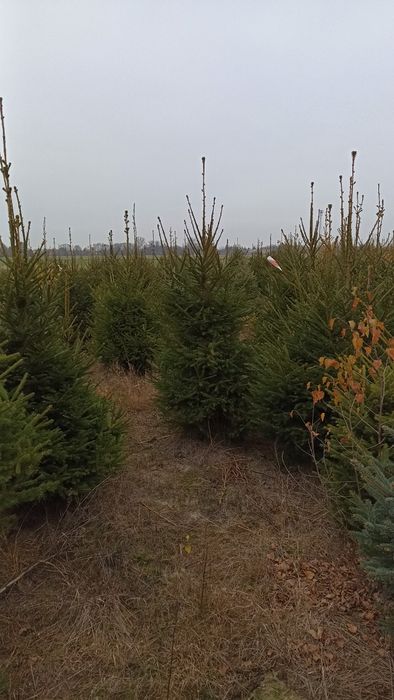 Choinki choinka świerk srebrny kłujący pospolity