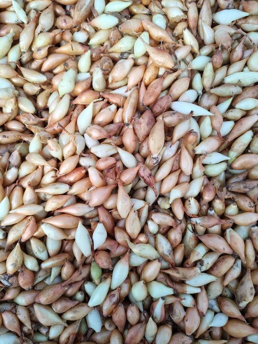 Цибуля сіянка тиканка Радар, Штуттгарт, Стурон, Чеботарський, Сноубол,