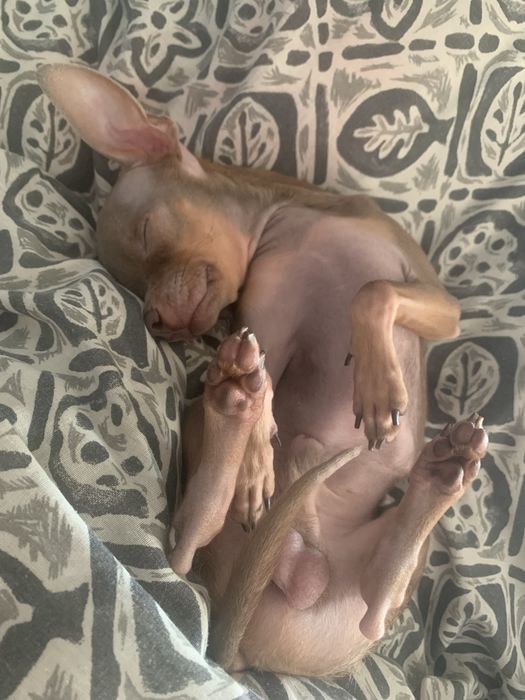 Вязка русский той терьер