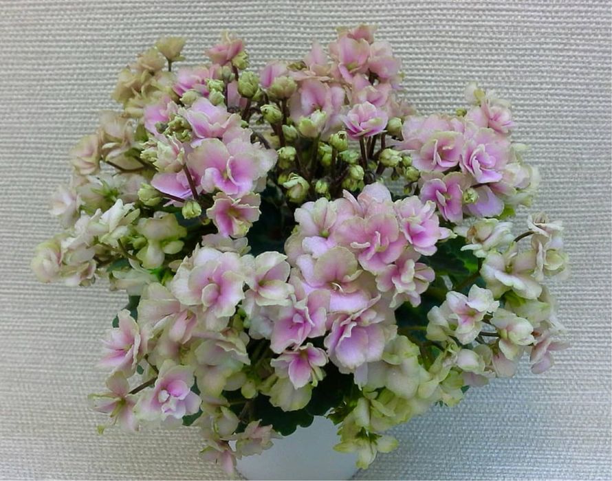 Міні фіалки, дітки фіалок, мікро фіалки, мини фиалки, сенполия