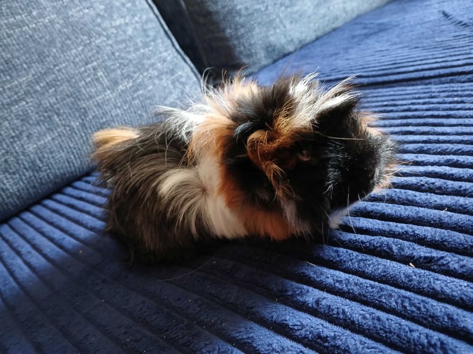 Świnka morska samiczki i samce