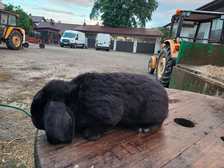 Królik baran francuski czarny