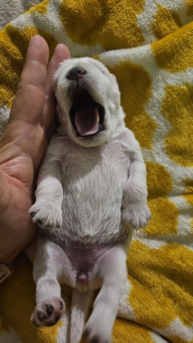 Sznaucer miniaturowy biały - RODOWÓD FCI !!!