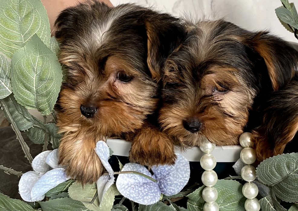 Йорки неймовірно гарні.