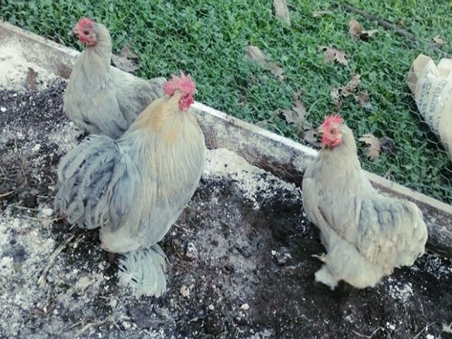 Яйце на інкубацію від породистих курей. Кохінхін ізабелла, мармуровий.