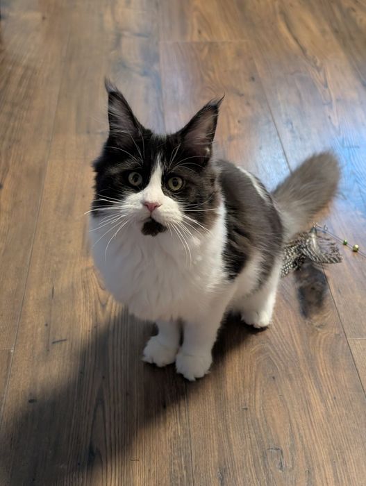 Kotka czarno biała Maine Coon. Zapraszamy