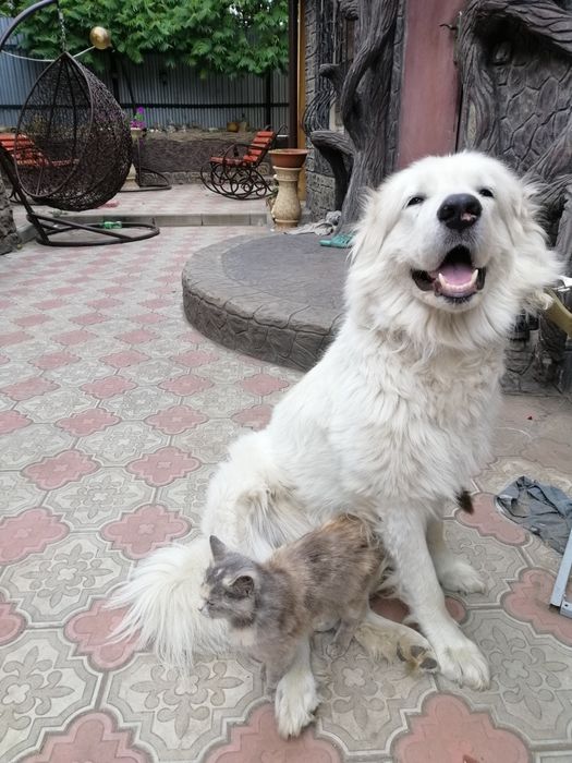 Вязка Кавказской авчарка