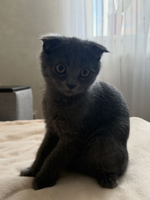 висловухе кошеня