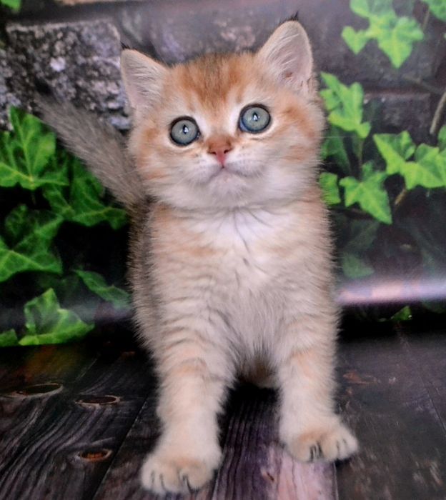 Золотая шиншилла. Британский котик