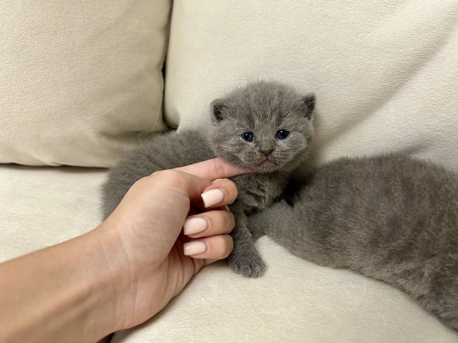 Британські кошенята