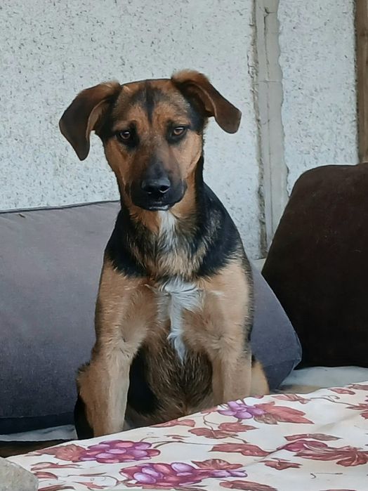 Nela- szczeniak z Sobolewa pies suczka