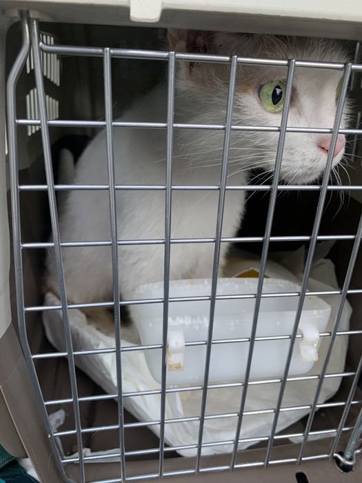 Животные в Европу, США, Канаду. Доставка, перевозка, delivery pets