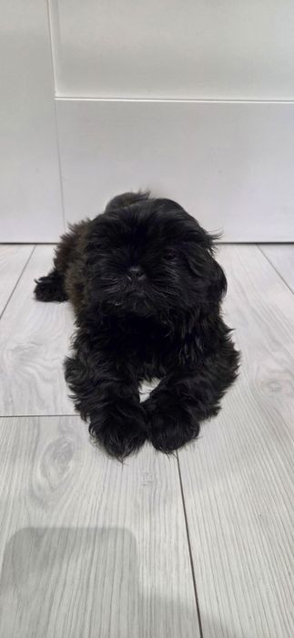 Shih tzu czarny piesek