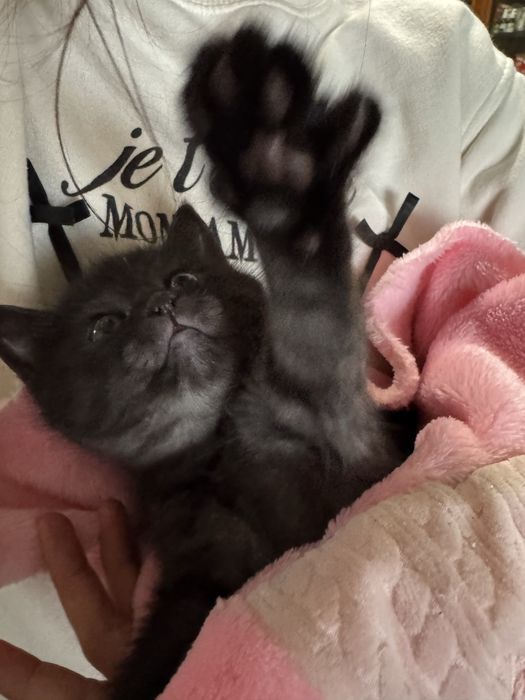 КОШЕНЯ (котик) шукає люблячу родину