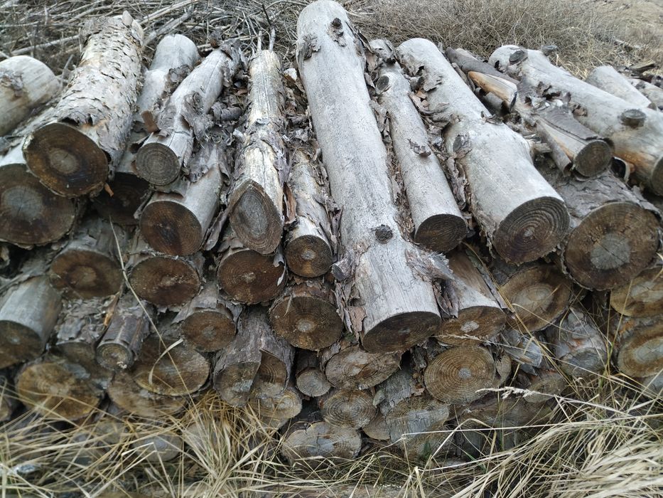 Drewno opałowe sosna