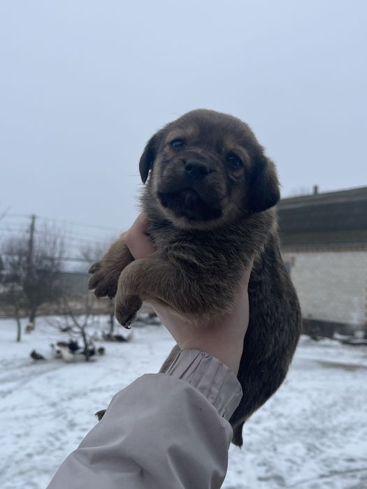 Маленькі цуценята