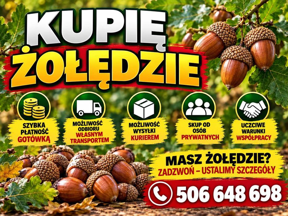 Skup Żołędzi Kupię Każdą ilość Żołędzie 2026