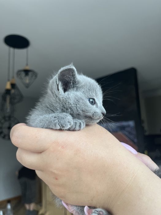 Kot rosyjski niebieski