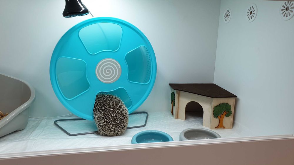 terrarium dla jeża pigmejskiego, terrarium, jeż pigmejski hodowla
