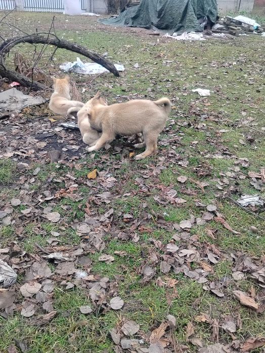Łajka zachodniosyberyjska szczeniak