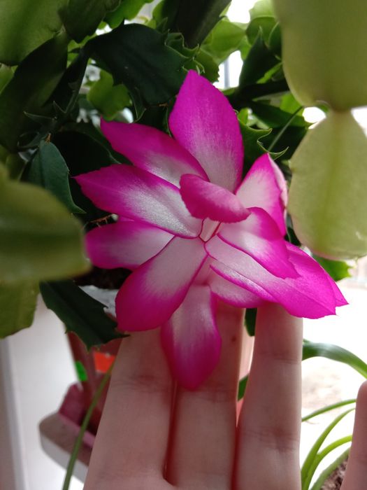 Розово белый рождественик декабрист