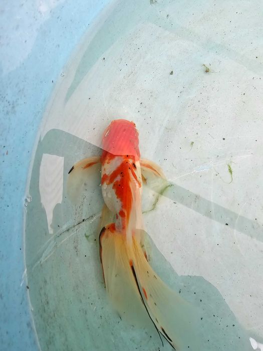 Kinguio oranda de veu