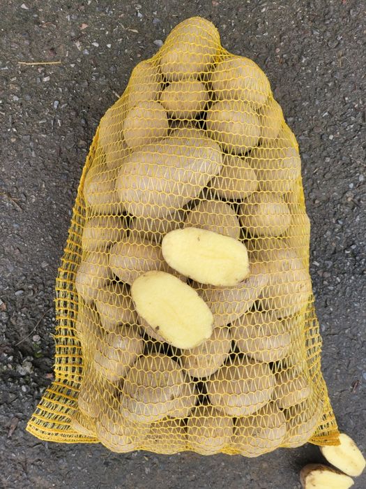 Ziemniaki, kapusta, kalafior, pomidory, ogórki, marchew, cebula