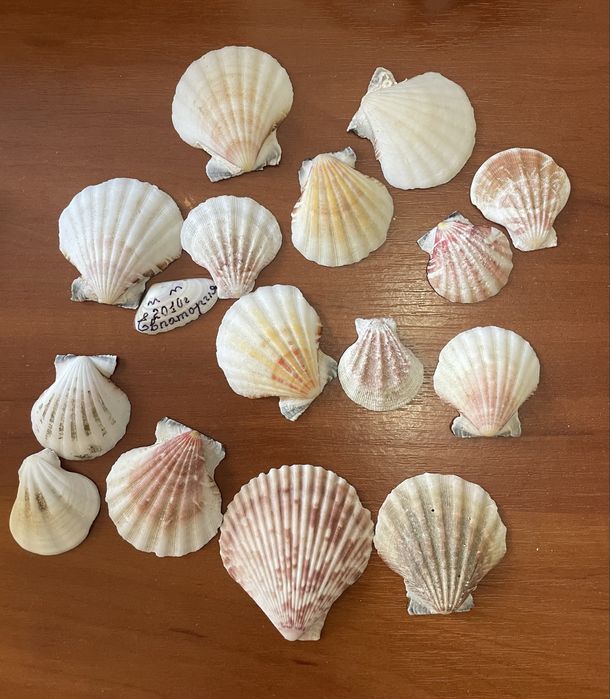 Ракушки ,Мушли ,Звездочки морскик