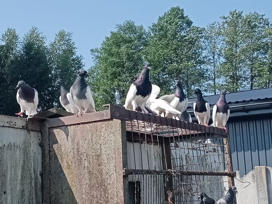 Gołębie ozdobne, murzynki