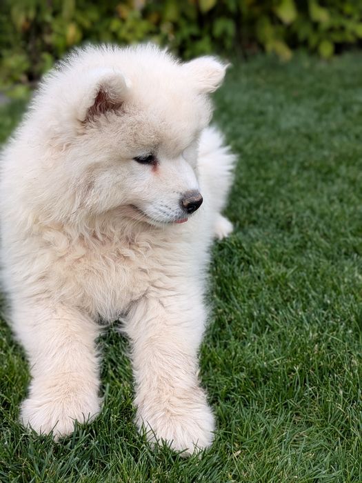 Śliczny Samoyed samiec