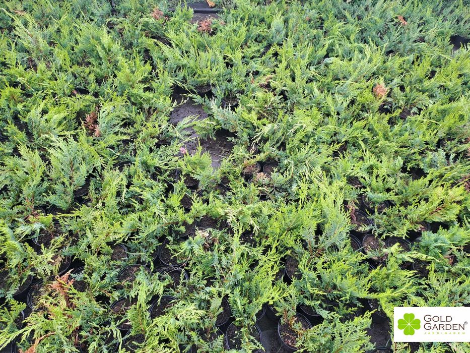 Cedro Leyland disponíveis! Sebe / Vedação / Jardim / Plantas / Árvores
