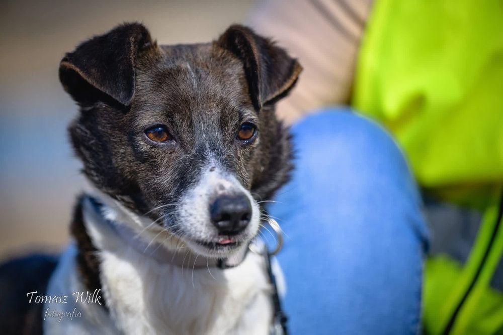 Franklin- pies o pięknym umaszczeniu do adopcji