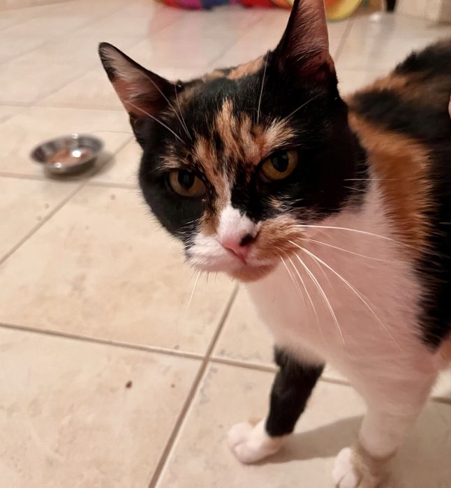 Mimi uma gata para adopção responsável