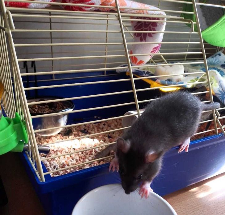 Клітка для щурів,хом'яків, морських свинок тощо