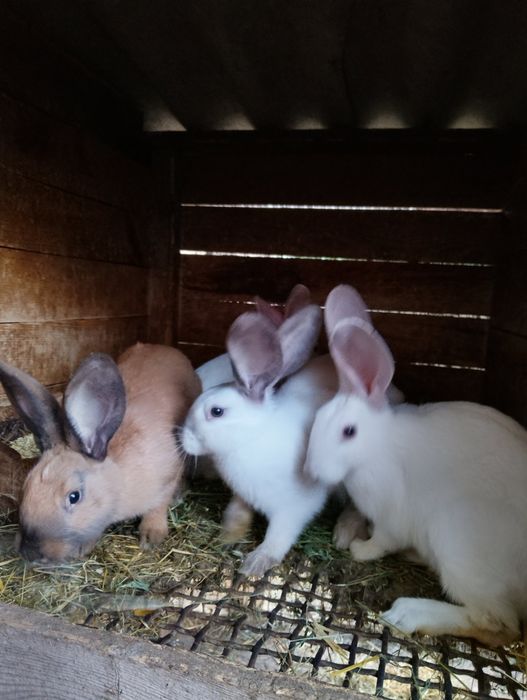 Продам Кролі підлітки