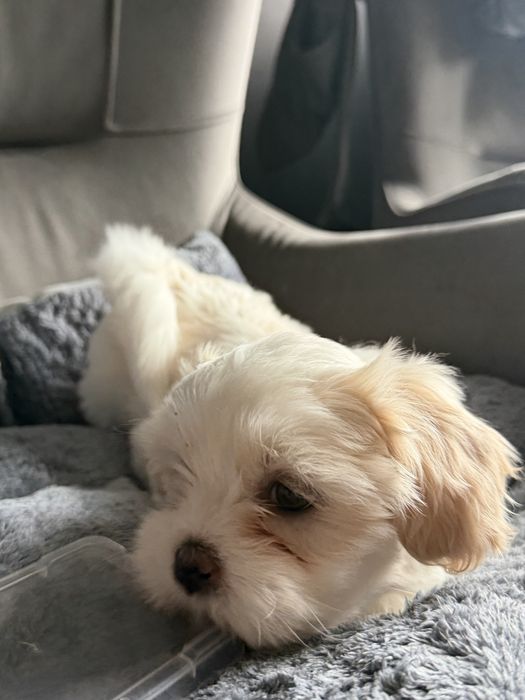 Shih tzu sunia bicolor