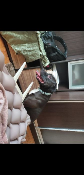 РОЗШУК!!!ПРОПАВ собака американський пітбуль, 4,5 р, ВИНАГОРОДА