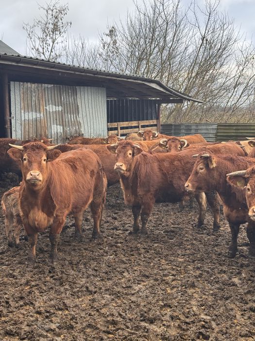 Sprzedam jałówki wysokocielne Limousine