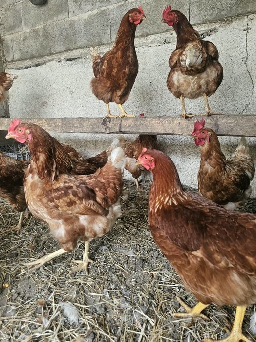 Animais de Quinta