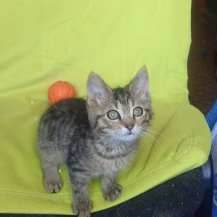 Кошенятко безкоштовна