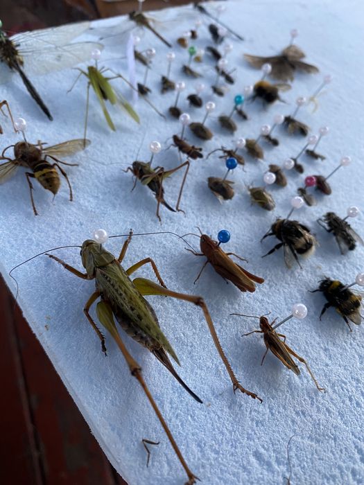 Поодам комах, метеликів, жуків