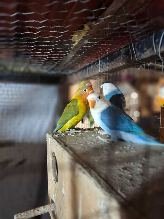 Agapornis ficher e rosecolis para cedencia