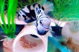 пецилия микки маус, креветка и сапфировый попугай