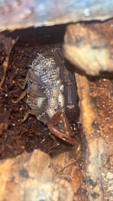 Janalychas Tricarinatus młode L2