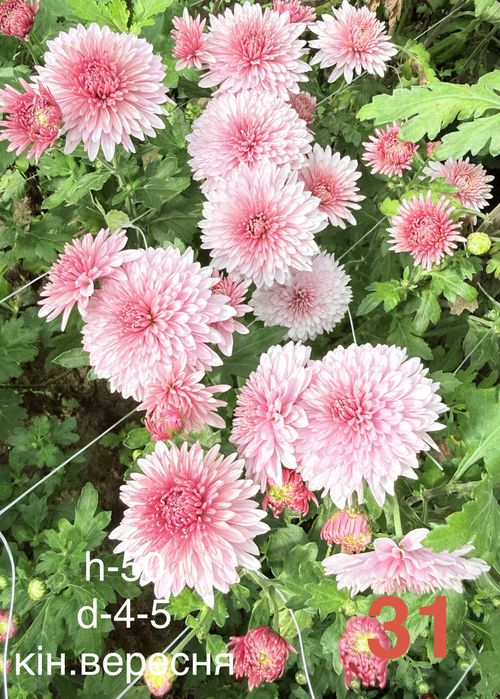 Хризантема ,великі маточники: 85 грн. - Сад / город Львів на Olx