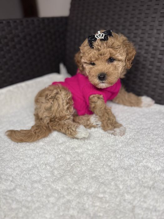 Маленькі милі мальтіпу