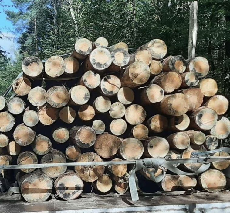 Drewno sosnowe walki TRANSPORT