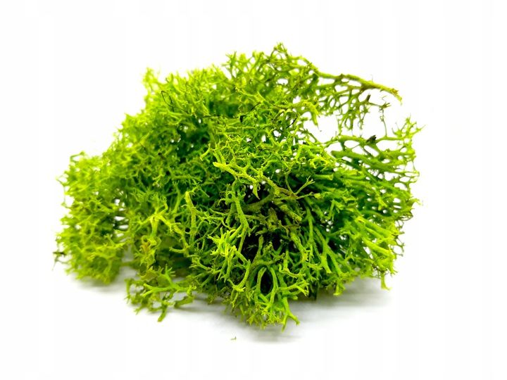 Mech Finlandzki PREMIUM CHROBOTEK 25gTerrarium Kurier Wysyłka