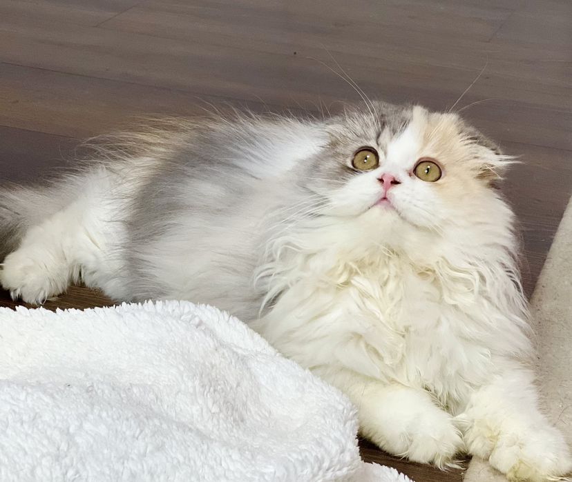 Лялечка чекає на родину