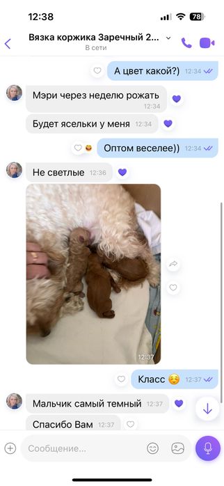 Вязка пудель ,той пудель